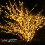 Low Voltage String Lights 24V Low-Voltage Project Light String